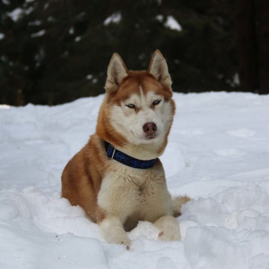 elevage-husky-chien-nordique-chiots-attelage-lunel-femelle-kiara-02