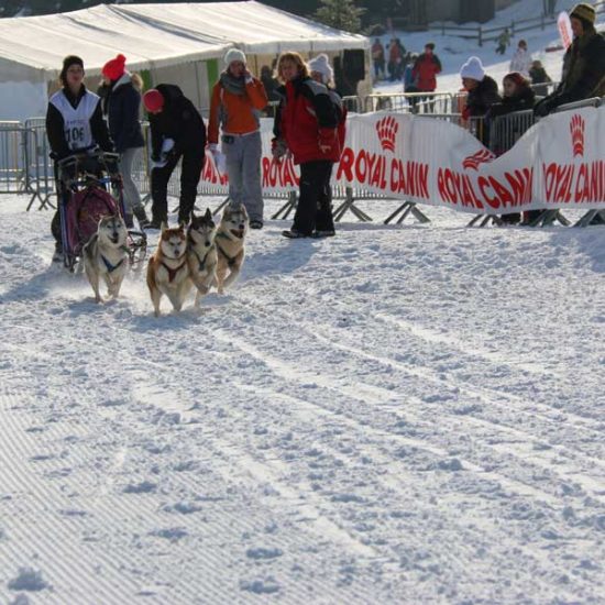 elevage-husky-chien-nordique-chiots-attelage-lunel-femelle-kiara-03