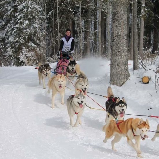 elevage-husky-chien-nordique-chiots-attelage-lunel-femelle-kiara-05