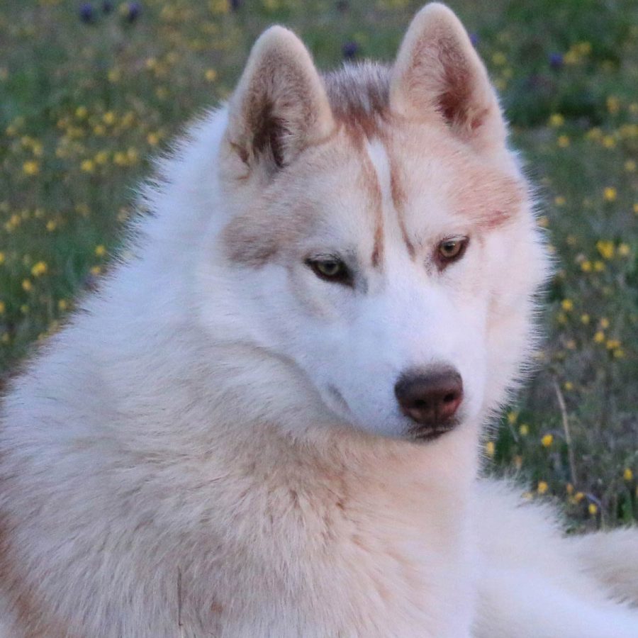 elevage-husky-chien-nordique-chiots-attelage-lunel-male-JUST-01