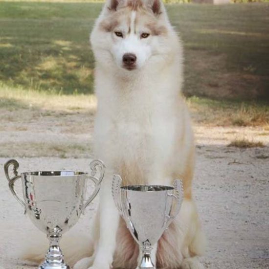 elevage-husky-chien-nordique-chiots-attelage-lunel-male-JUST-02