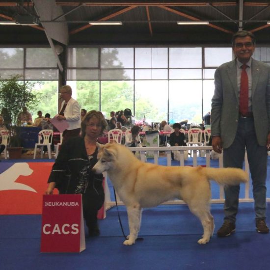 elevage-husky-chien-nordique-chiots-attelage-lunel-male-JUST-04
