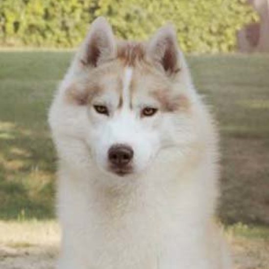 elevage-husky-chien-nordique-chiots-attelage-lunel-male-JUST-05