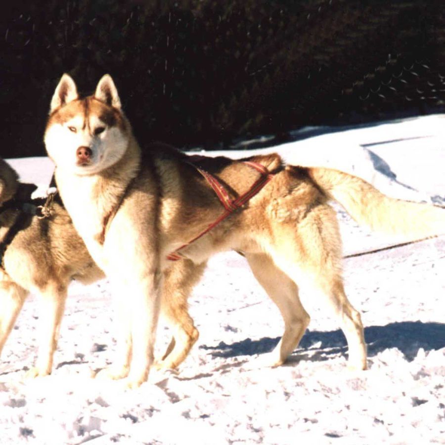 elevage-husky-chien-nordique-chiots-attelage-lunel-male-ONE-SEA-01
