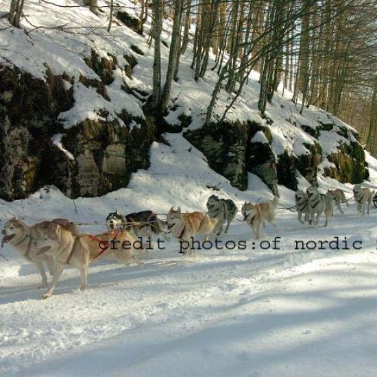 elevage-husky-chien-nordique-chiots-attelage-lunel-male-ONE-SEA-02
