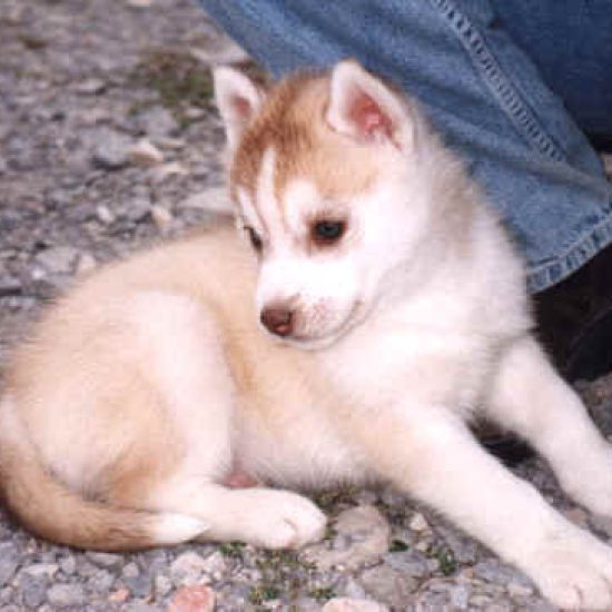 elevage-husky-chien-nordique-chiots-attelage-lunel-male-ONE-SEA-03