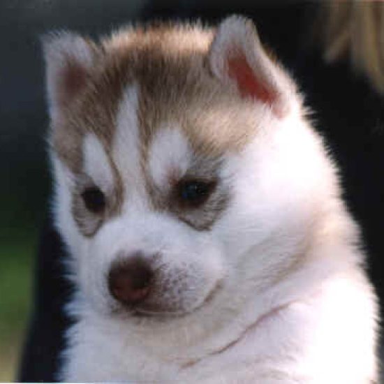 elevage-husky-chien-nordique-chiots-attelage-lunel-male-ONE-SEA-04