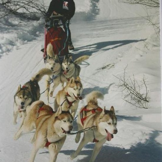 elevage-husky-chien-nordique-chiots-attelage-lunel-male-ONE-SEA-06