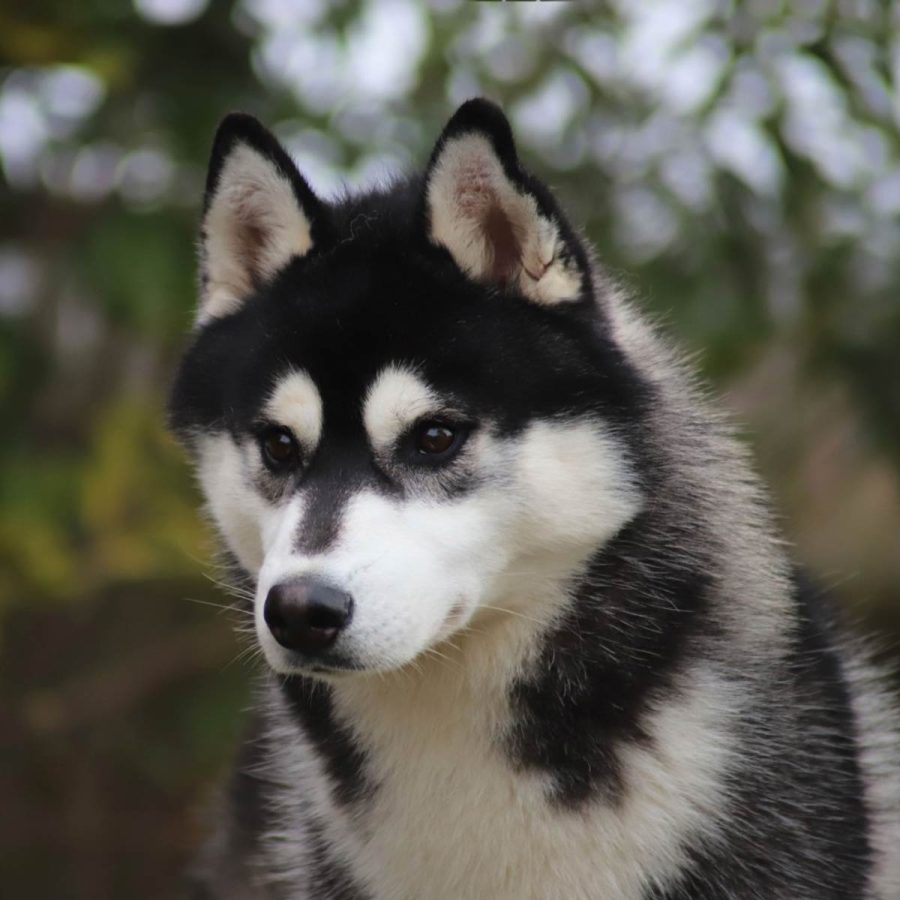 elevage-husky-chien-nordique-chiots-attelage-lunel-male-TANGUY-01
