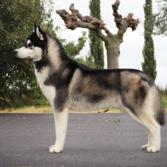 elevage-husky-chien-nordique-chiots-attelage-lunel-male-TANGUY-02