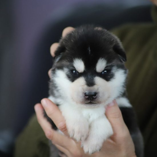 elevage-husky-chien-nordique-chiots-attelage-lunel-male-TANGUY-04