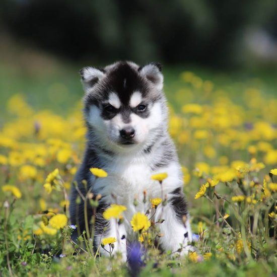 elevage-husky-chien-nordique-chiots-attelage-lunel-male-TANGUY-05