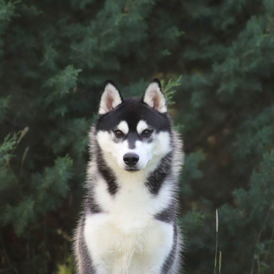 elevage-husky-chien-nordique-chiots-attelage-lunel-male-TANGUY-06