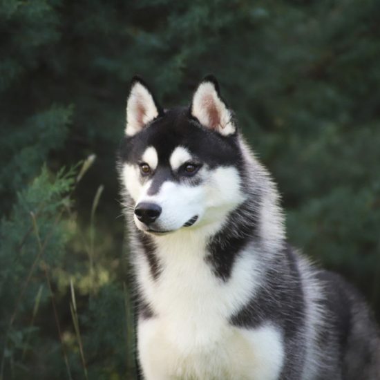 elevage-husky-chien-nordique-chiots-attelage-lunel-male-TANGUY-07
