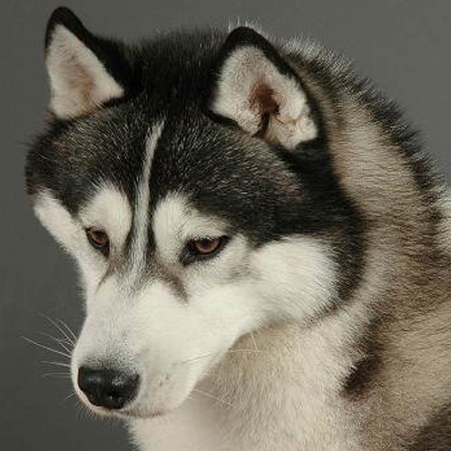 elevage-husky-chien-nordique-chiots-attelage-lunel-male-TROUBADOUR-01