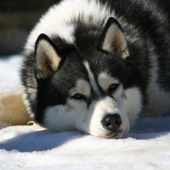 elevage-husky-chien-nordique-chiots-attelage-lunel-male-TROUBADOUR-02