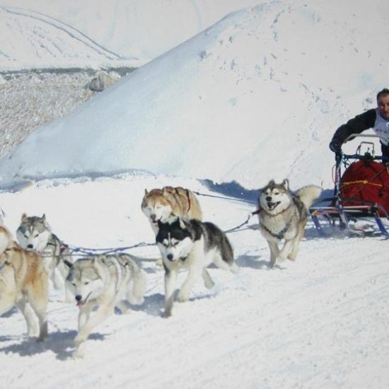 elevage-husky-chien-nordique-chiots-attelage-lunel-male-TROUBADOUR-03