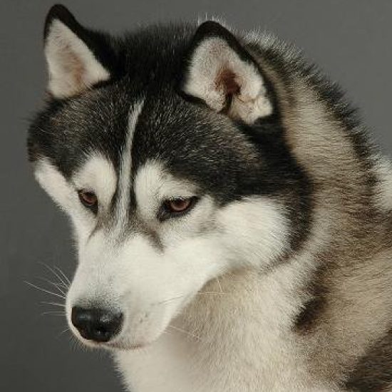 elevage-husky-chien-nordique-chiots-attelage-lunel-male-TROUBADOUR-04