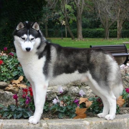 elevage-husky-chien-nordique-chiots-attelage-lunel-male-TROUBADOUR-05