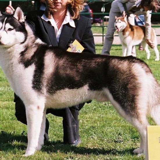 elevage-husky-chien-nordique-chiots-attelage-lunel-male-TROUBADOUR-06