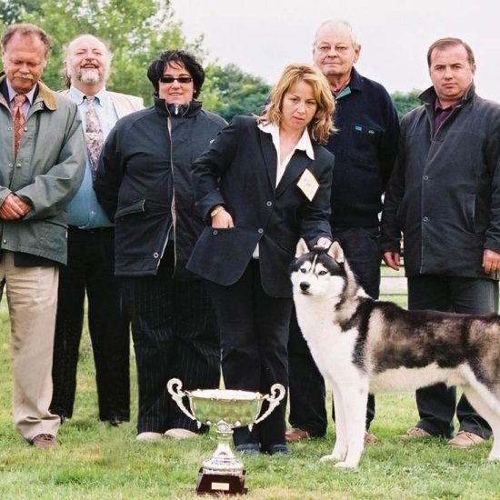 elevage-husky-chien-nordique-chiots-attelage-lunel-male-TROUBADOUR-07