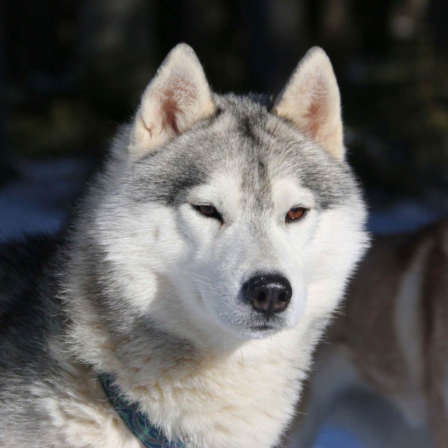 elevage-husky-chien-nordique-chiots-attelage-lunel-male-antarana-01