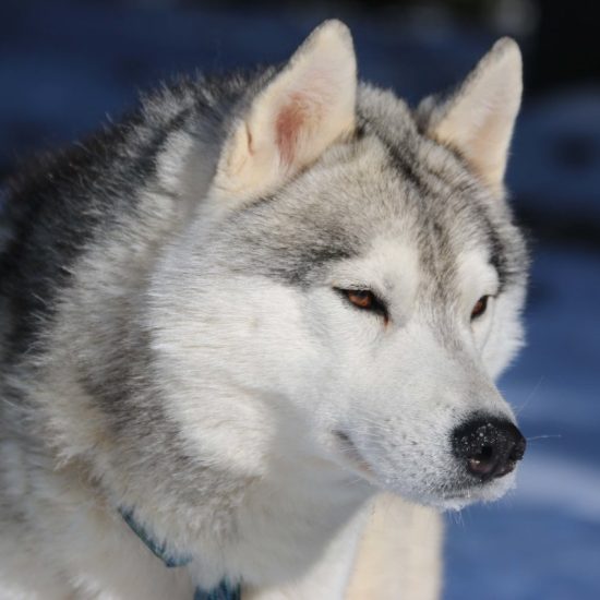 elevage-husky-chien-nordique-chiots-attelage-lunel-male-antarana-02