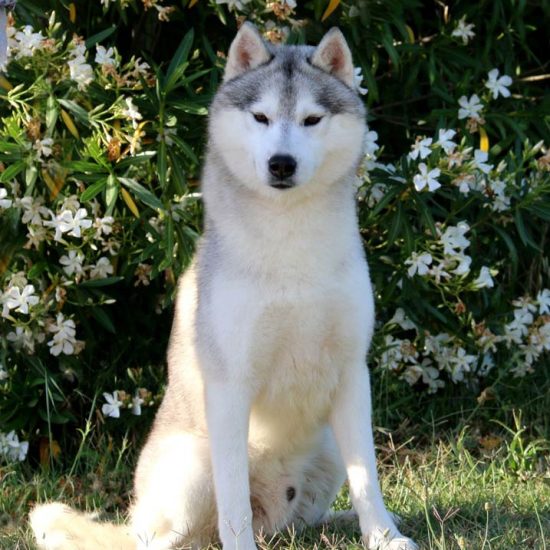 elevage-husky-chien-nordique-chiots-attelage-lunel-male-antarana-03