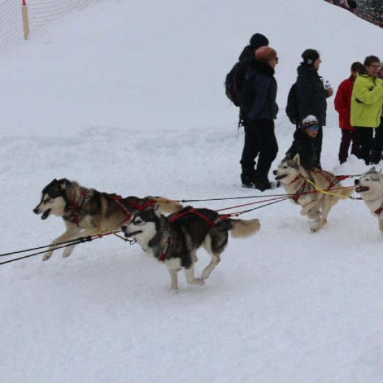 elevage-husky-chien-nordique-chiots-attelage-lunel-male-antarana-04