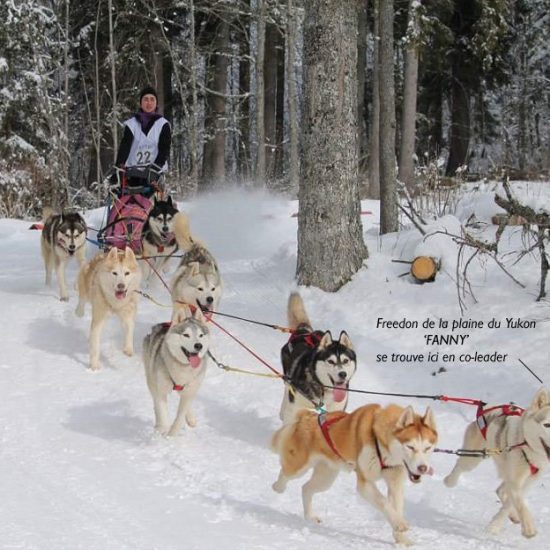 elevage-husky-chien-nordique-chiots-attelage-lunel-male-antarana-05