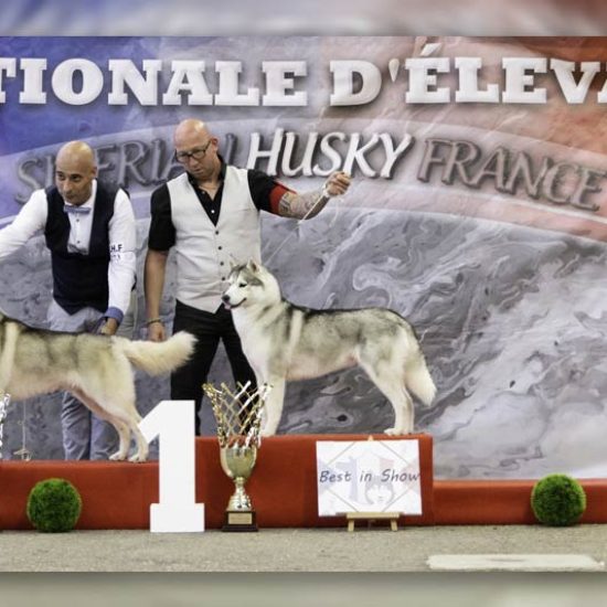 elevage-husky-chien-nordique-chiots-attelage-lunel-male-chippendale-01