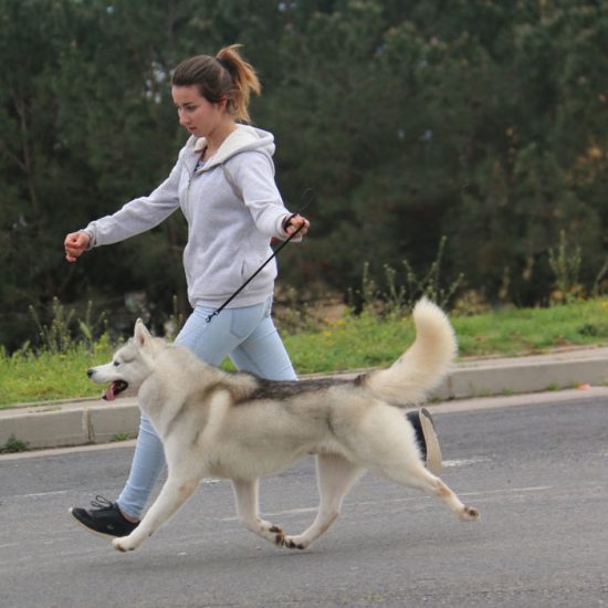 elevage-husky-chien-nordique-chiots-attelage-lunel-male-chippendale-010