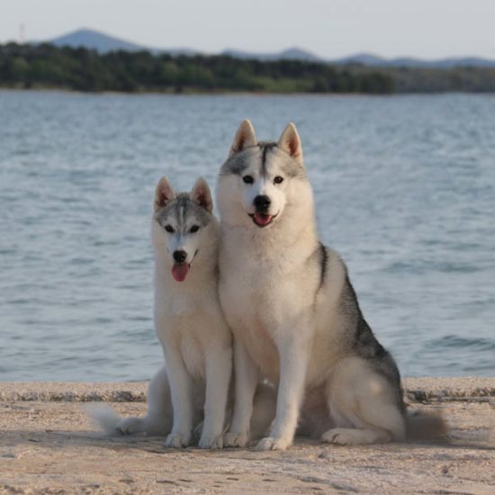 elevage-husky-chien-nordique-chiots-attelage-lunel-male-chippendale-011
