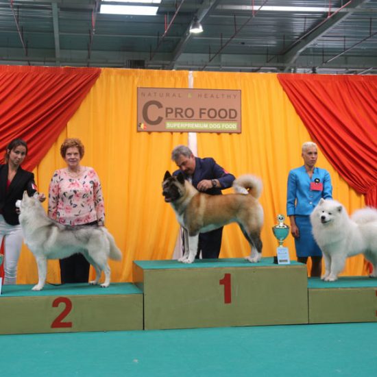elevage-husky-chien-nordique-chiots-attelage-lunel-male-chippendale-012