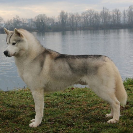 elevage-husky-chien-nordique-chiots-attelage-lunel-male-chippendale-013