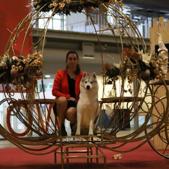elevage-husky-chien-nordique-chiots-attelage-lunel-male-chippendale-017