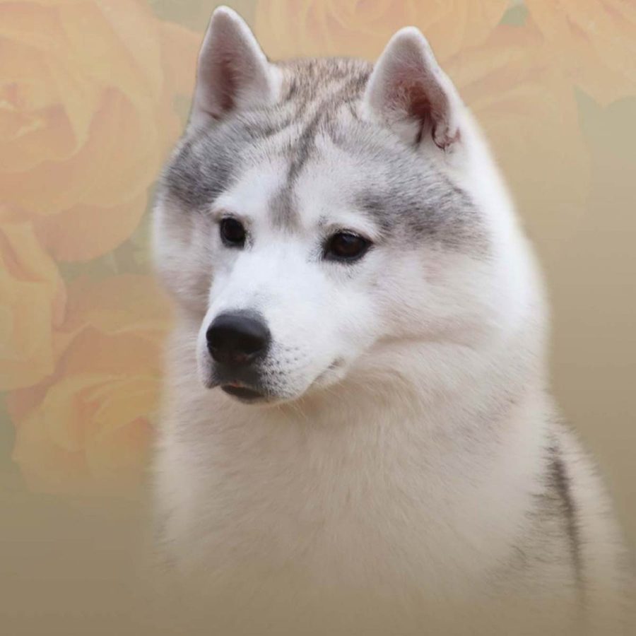 elevage-husky-chien-nordique-chiots-attelage-lunel-male-chippendale-018