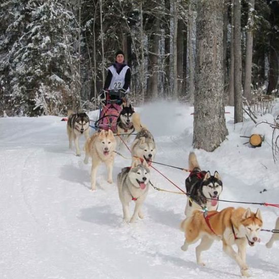 elevage-husky-chien-nordique-chiots-attelage-lunel-male-chippendale-02