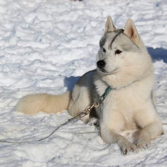 elevage-husky-chien-nordique-chiots-attelage-lunel-male-chippendale-03