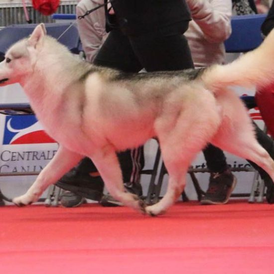 elevage-husky-chien-nordique-chiots-attelage-lunel-male-chippendale-04