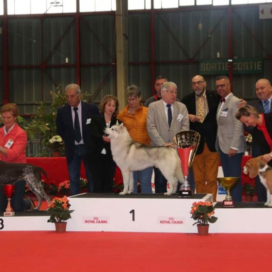 elevage-husky-chien-nordique-chiots-attelage-lunel-male-chippendale-05