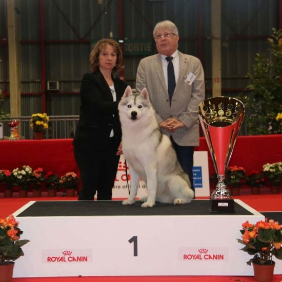 elevage-husky-chien-nordique-chiots-attelage-lunel-male-chippendale-06