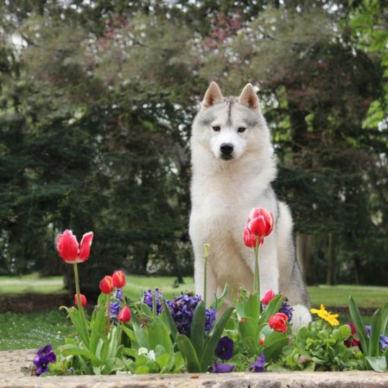 elevage-husky-chien-nordique-chiots-attelage-lunel-male-chippendale-07