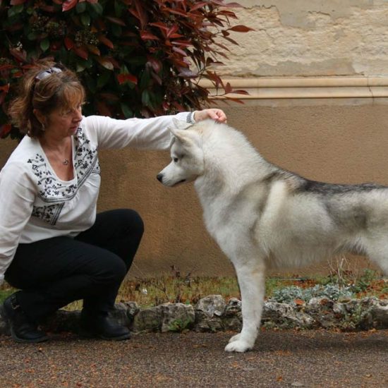 elevage-husky-chien-nordique-chiots-attelage-lunel-male-chippendale-08