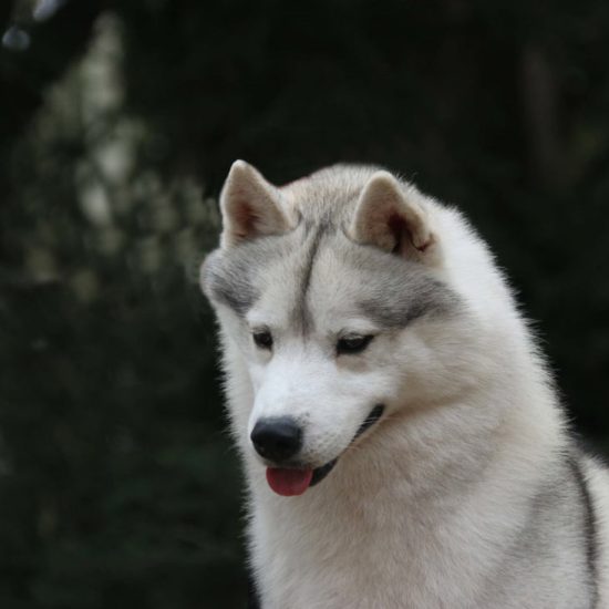 elevage-husky-chien-nordique-chiots-attelage-lunel-male-chippendale-09