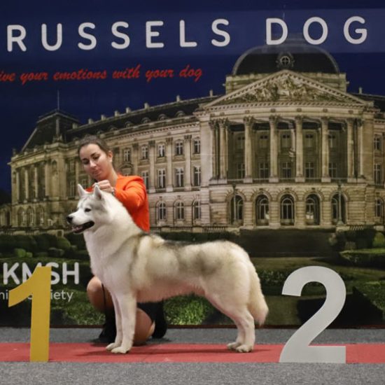 elevage-husky-chien-nordique-chiots-attelage-lunel-male-chippendale-16