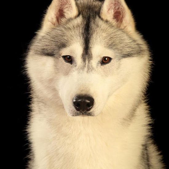 elevage-husky-chien-nordique-chiots-attelage-lunel-male-olwe-01