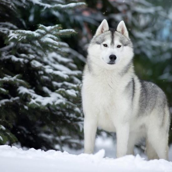 elevage-husky-chien-nordique-chiots-attelage-lunel-male-olwe-010