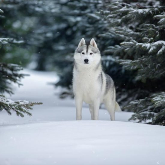 elevage-husky-chien-nordique-chiots-attelage-lunel-male-olwe-011