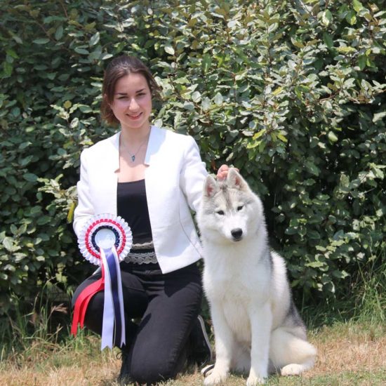 elevage-husky-chien-nordique-chiots-attelage-lunel-male-olwe-02